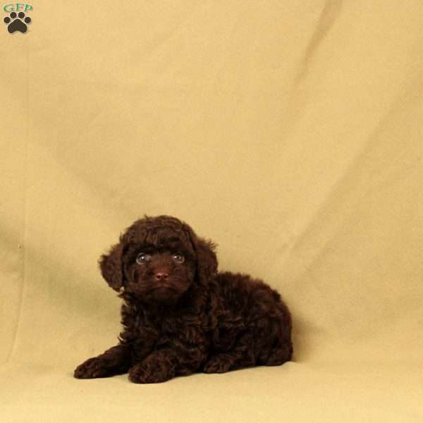 Oscar, Toy Poodle Puppy